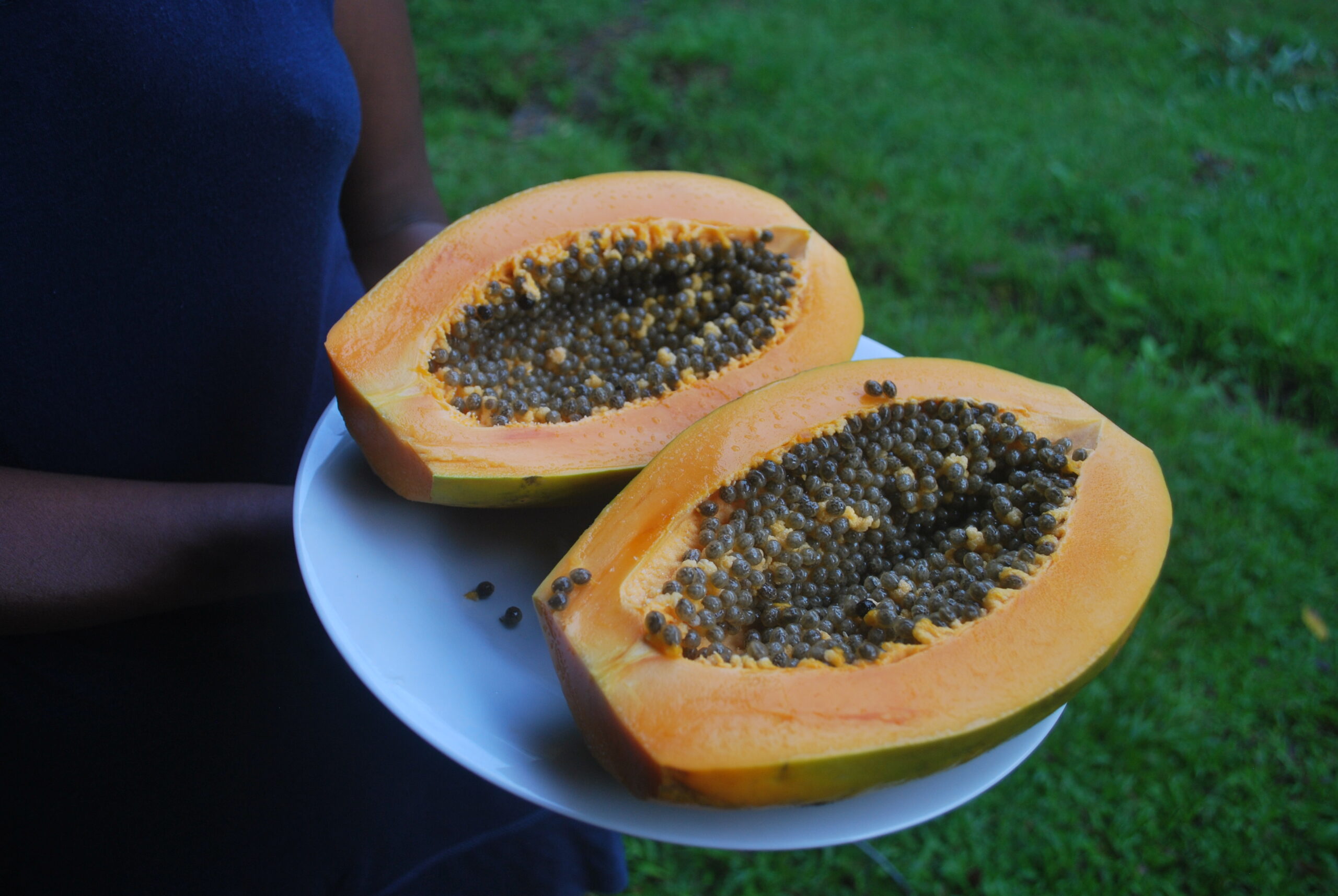 Papaya Golden 0762 655 255