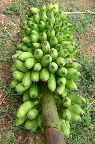 Banana Ambul (ඇඹුල් කෙසෙල්) 1kg – 0762 655 255